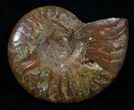 Flashy Red Iridescent Ammonite #5142-1
